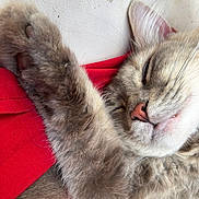 Anya participe au concours pour gagner de l'argent avec cette photo : cat, sleeping, paw, fur, close_up, pet, cute, whiskers, relaxed, red_fabric, nose, animal, feline, cozy, indoor, peaceful, soft, resting, domestic_animal, mammal
