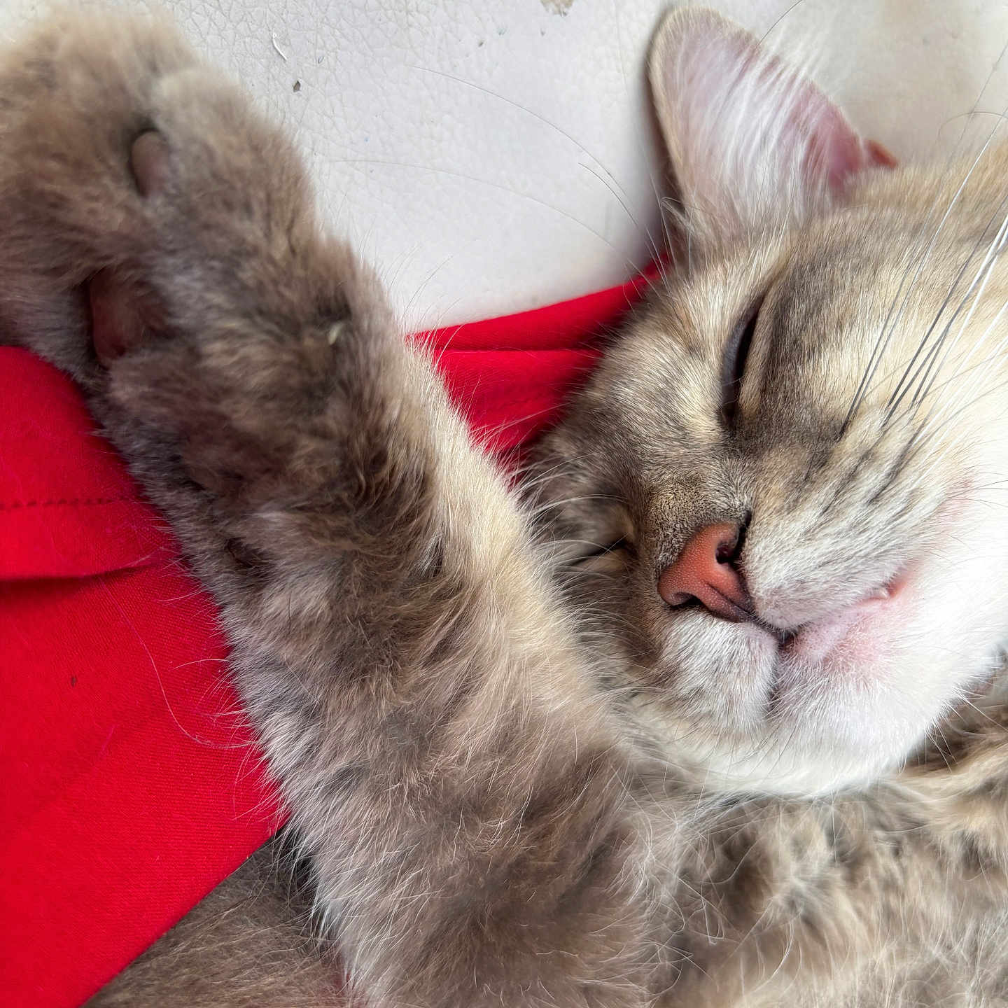 Anya participe au concours pour gagner de l'argent avec cette photo : cat, sleeping, paw, fur, close_up, pet, cute, whiskers, relaxed, red_fabric, nose, animal, feline, cozy, indoor, peaceful, soft, resting, domestic_animal, mammal