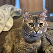 Anya participe au concours pour gagner de l'argent avec cette photo : animal, blanket, cat, closeup, cozy, curious, cute, domestic, ears, eyes, feline, fur, indoor, mammal, pet, portrait, resting, soft, tabby, whiskers