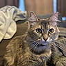 animal, blanket, cat, closeup, cozy, curious, cute, domestic, ears, eyes, feline, fur, indoor, mammal, pet, portrait, resting, soft, tabby, whiskers