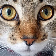 Flash a rejoint le concours — aidez-le/la à gagner de superbes lots ! aegean_cat, american_wirehair, asian, cat, cat_like_mammal, close_up, domestic_short_haired_cat, european_shorthair, eye, fauna, fur, kitten, mammal, nose, organ, small_to_medium_sized_cats, snout, tabby_cat, whiskers, wild_cat