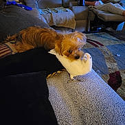 Cora joined the competition — help win amazing prizes! accessories, adult, animal, architecture, bag, building, canine, couch, cushion, dog, furniture, handbag, homedecor, indoors, livingroom, male, man, person, pet, room