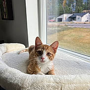 Jeff joined the competition — help win amazing prizes! animal, cat, cat_bed, cozy, cute, daylight, feline, fluffy, house, indoor, kitten, looking_at_camera, mountains, orange_cat, pet, resting, suburban, trees, white_cat, window