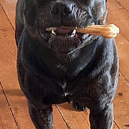 Myriam Lavergne participe au concours pour gagner de l'argent avec cette photo : dog, black_dog, bone, chew_toy, wooden_floor, pet, animal, indoor, canine, standing, happy, mouth, toy, close_up, domestic, fur, four_legs, companion, playful, smiling