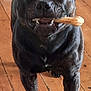 dog, black_dog, bone, chew_toy, wooden_floor, pet, animal, indoor, canine, standing, happy, mouth, toy, close_up, domestic, fur, four_legs, companion, playful, smiling