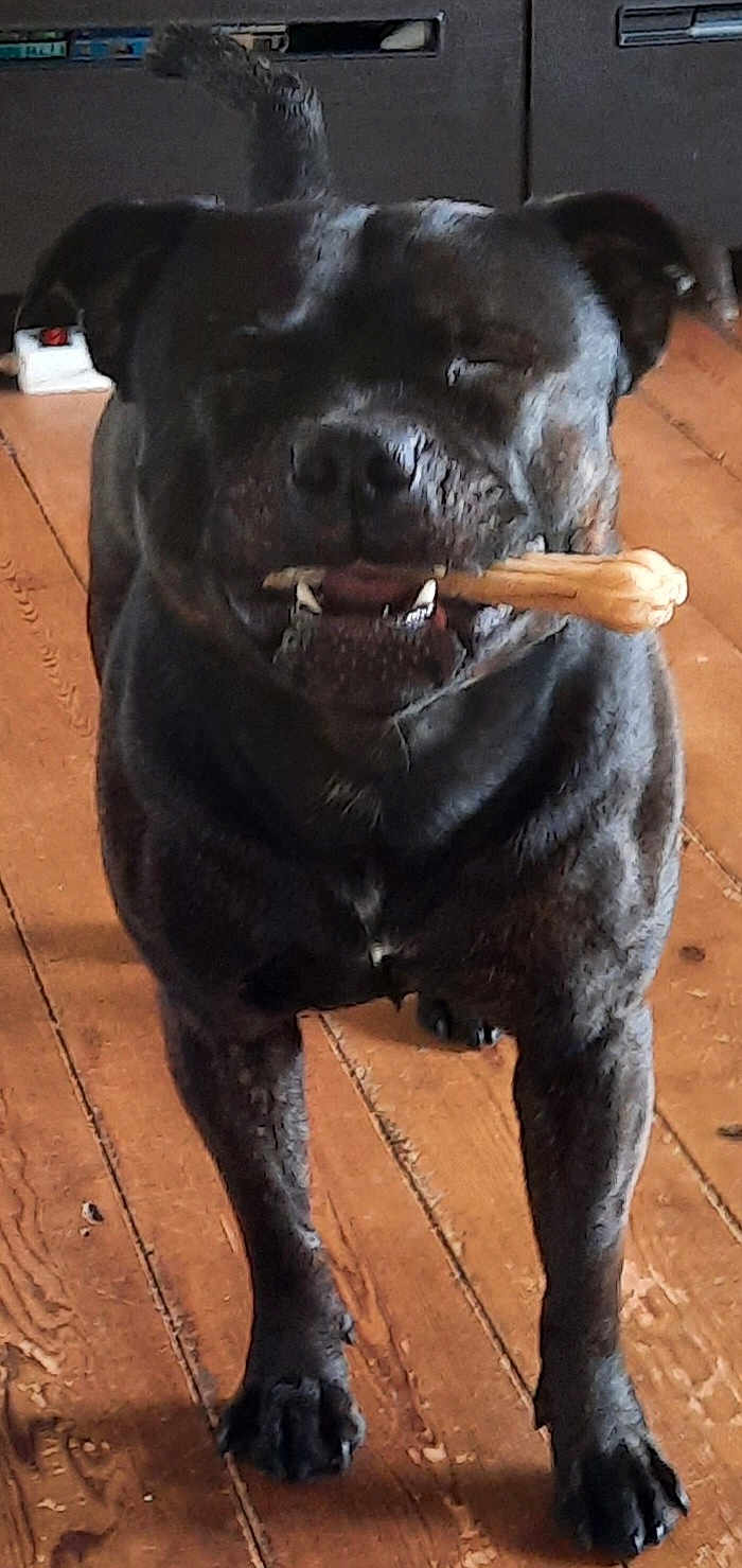 Myriam Lavergne participe au concours pour gagner de l'argent avec cette photo : dog, black_dog, bone, chew_toy, wooden_floor, pet, animal, indoor, canine, standing, happy, mouth, toy, close_up, domestic, fur, four_legs, companion, playful, smiling
