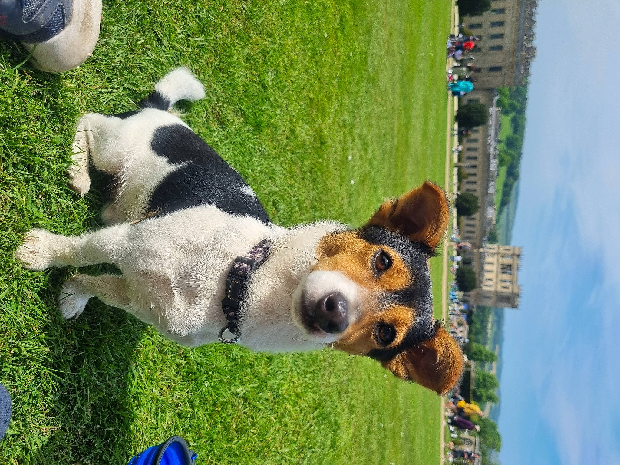 Hector joined the competition — help win amazing prizes! canidae, carnivore, cloud, companion_dog, dog, dog_breed, fawn, grass, green, herding_dog, leisure, plant, sky, snout, sporting_group, tail, terrestrial_animal, tree, working_animal, working_dog