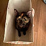cat, tortoiseshell_cat, paper_bag, wooden_floor, curious, pet, indoor, looking_up, animal, feline, domestic_cat, playful, container, brown_floor, closeup, cute, whiskers, ears, sitting, alone