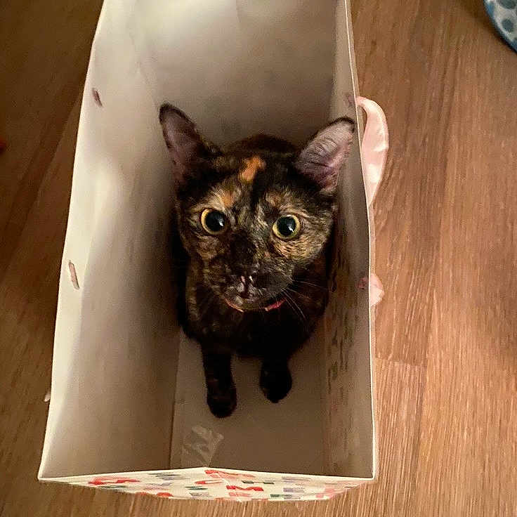 Anela joined the competition — help win amazing prizes! cat, tortoiseshell_cat, paper_bag, wooden_floor, curious, pet, indoor, looking_up, animal, feline, domestic_cat, playful, container, brown_floor, closeup, cute, whiskers, ears, sitting, alone