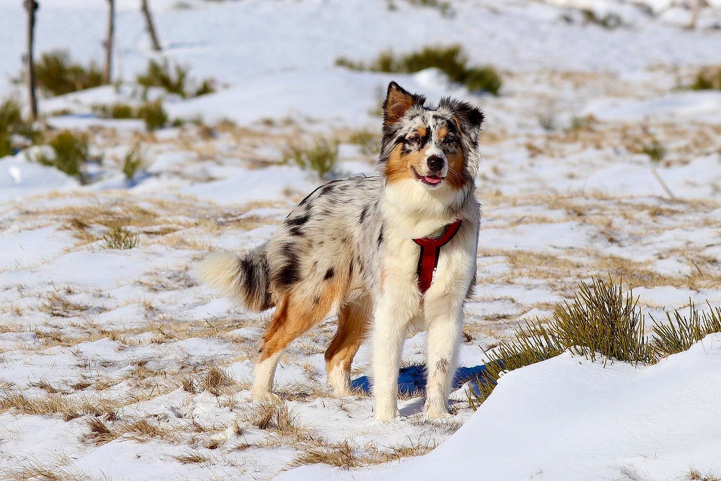 Summer participe au concours pour gagner de l'argent avec cette photo : canidae, carnivore, companion_dog, dog, dog_breed, freezing, fur, plant, snow, sporting_group, tail, terrestrial_animal, vertebrate, winter, working_dog