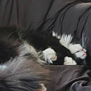 Mira joined the competition — help win amazing prizes! cat, sleeping, fluffy, black_and_white, fur, blanket, cozy, resting, indoor, pet, animal, cute, domestic_cat, relaxed, soft, close_up, nap, feline, comfort, couch