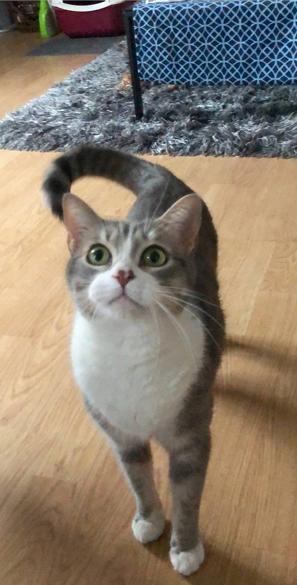 Blue a rejoint le concours — aidez-le/la à gagner de superbes lots ! aegean_cat, american_shorthair, american_wirehair, arabian_mau, asian, australian_mist, carnivore, cat, domestic_short_haired_cat, european_shorthair, fawn, felidae, kitten, mammal, small_to_medium_sized_cats, tabby_cat, vertebrate, whiskers