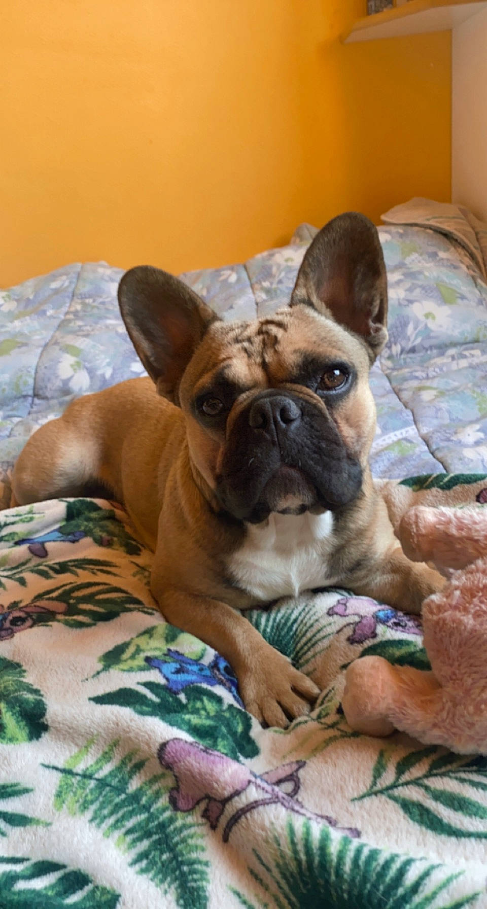 Loocky participe au concours pour gagner de l'argent avec cette photo : bulldog, canidae, carnivore, comfort, companion_dog, dog, dog_breed, ear, fawn, french_bulldog, linens, non_sporting_group, snout, sporting_group, terrestrial_animal, toy_dog, whiskers, working_animal, wrinkle