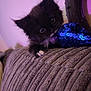 animal, black_and_white, cat, closeup, couch, curious, cute, feline, fur, indoor, kitten, paw, pet, playful, purple_light, sequin, small, texture, toy, whiskers
