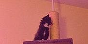 Magwitch joined the competition — help win amazing prizes! animal, black_and_white, cat, cat_tree, ceiling, cute, domestic_cat, feline, furniture, fuzzy, home, indoor, kitten, looking, perched, pet, platform, pole, small, wall
