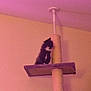 animal, black_and_white, cat, cat_tree, ceiling, cute, domestic_cat, feline, furniture, fuzzy, home, indoor, kitten, looking, perched, pet, platform, pole, small, wall