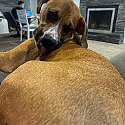 Tyson is registered to the contest to win money with this photo: blurred_background, brown_dog, canine, carpet, chair, cozy, dog, fireplace, furniture, home, indoor, laptop, licking, living_room, person, pet, playful, television, tongue, two_dogs