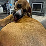 blurred_background, brown_dog, canine, carpet, chair, cozy, dog, fireplace, furniture, home, indoor, laptop, licking, living_room, person, pet, playful, television, tongue, two_dogs