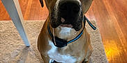Tyson joined the competition — help win amazing prizes! dog, brown_dog, indoor, pet, collar, flooring, rug, hardwood_floor, tile_floor, crate, table_leg, white_paws, white_chest, looking_up, sitting, canine, domestic_animal, attention, close_up, furniture