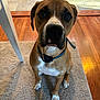 dog, brown_dog, indoor, pet, collar, flooring, rug, hardwood_floor, tile_floor, crate, table_leg, white_paws, white_chest, looking_up, sitting, canine, domestic_animal, attention, close_up, furniture