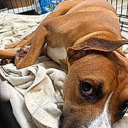 Tyson is registered to the contest to win money with this photo: dog, brown_dog, white_spot, blanket, cage, indoors, pet, close_up, laying_down, animal, canine, fur, nose, ear, paw, resting, sleepy, looking_up, domestic_animal, cute