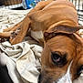 dog, brown_dog, white_spot, blanket, cage, indoors, pet, close_up, laying_down, animal, canine, fur, nose, ear, paw, resting, sleepy, looking_up, domestic_animal, cute