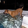 Tyson is registered to the contest to win money with this photo: dog, water, pool, night, animal, pet, canine, outdoor, reflection, wet, brown_dog, person, towel, sitting, relaxing, backyard, dark, fence, leisure, summer