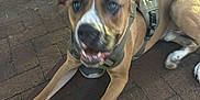 Tyson is registered to the contest to win money with this photo: animal, blur, brick_pavement, brown_dog, canine, companion, daylight, dog, excited, hand, happy, harness, leash, legs, outdoor, person, pet, resting, sitting, white_paws