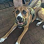 Tyson is registered to the contest to win money with this photo: dog, brown_dog, white_paws, harness, leash, brick_pavement, person, legs, hand, outdoor, pet, canine, sitting, happy, excited, animal, companion, daylight, blur, resting