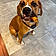 Tyson