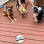 dog, dogs, person, deck, wooden_floor, cake, bone_shaped_cake, pet, petting, outdoor, celebration, brown_dog, black_and_white_dog, tan_dog, harness, shoes, casual_clothing, happy, animal, canine