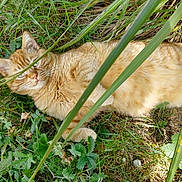 Rouquin participe au concours pour gagner de l'argent avec cette photo : cat, ginger_cat, grass, greenery, outdoor, nature, leaf, plant, animal, pet, feline, resting, sunlight, closeup, wildlife, mammal, whiskers, eyes, relaxed, camouflage