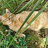 cat, ginger_cat, grass, greenery, outdoor, nature, leaf, plant, animal, pet, feline, resting, sunlight, closeup, wildlife, mammal, whiskers, eyes, relaxed, camouflage