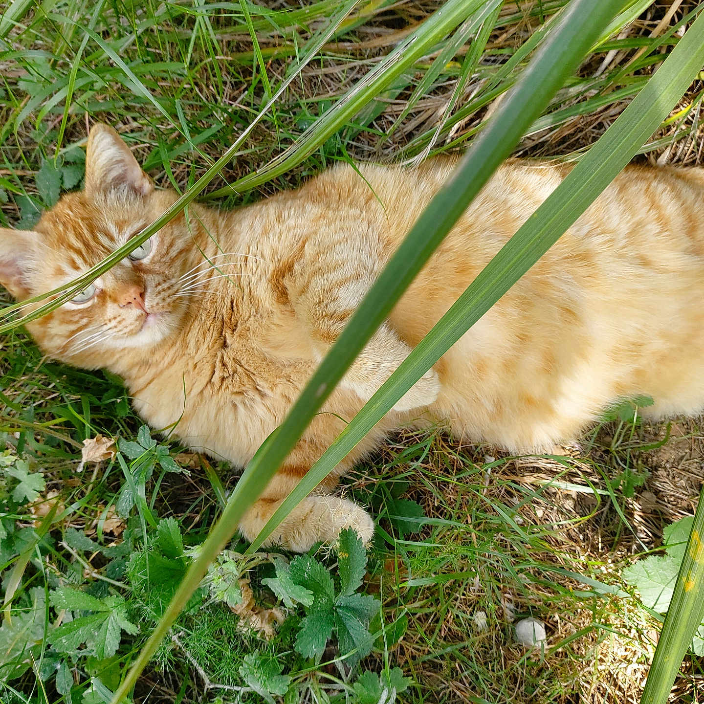 Rouquin participe au concours pour gagner de l'argent avec cette photo : cat, ginger_cat, grass, greenery, outdoor, nature, leaf, plant, animal, pet, feline, resting, sunlight, closeup, wildlife, mammal, whiskers, eyes, relaxed, camouflage