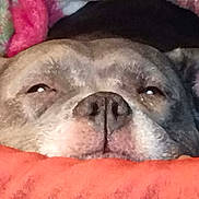 Stella is registered to the contest to win money with this photo: animal, blanket, close_up, comfort, cozy, cute, dog, ears, face, fur, home, indoors, knitted_blanket, orange, pet, portrait, relaxed, resting, sleepy, snout