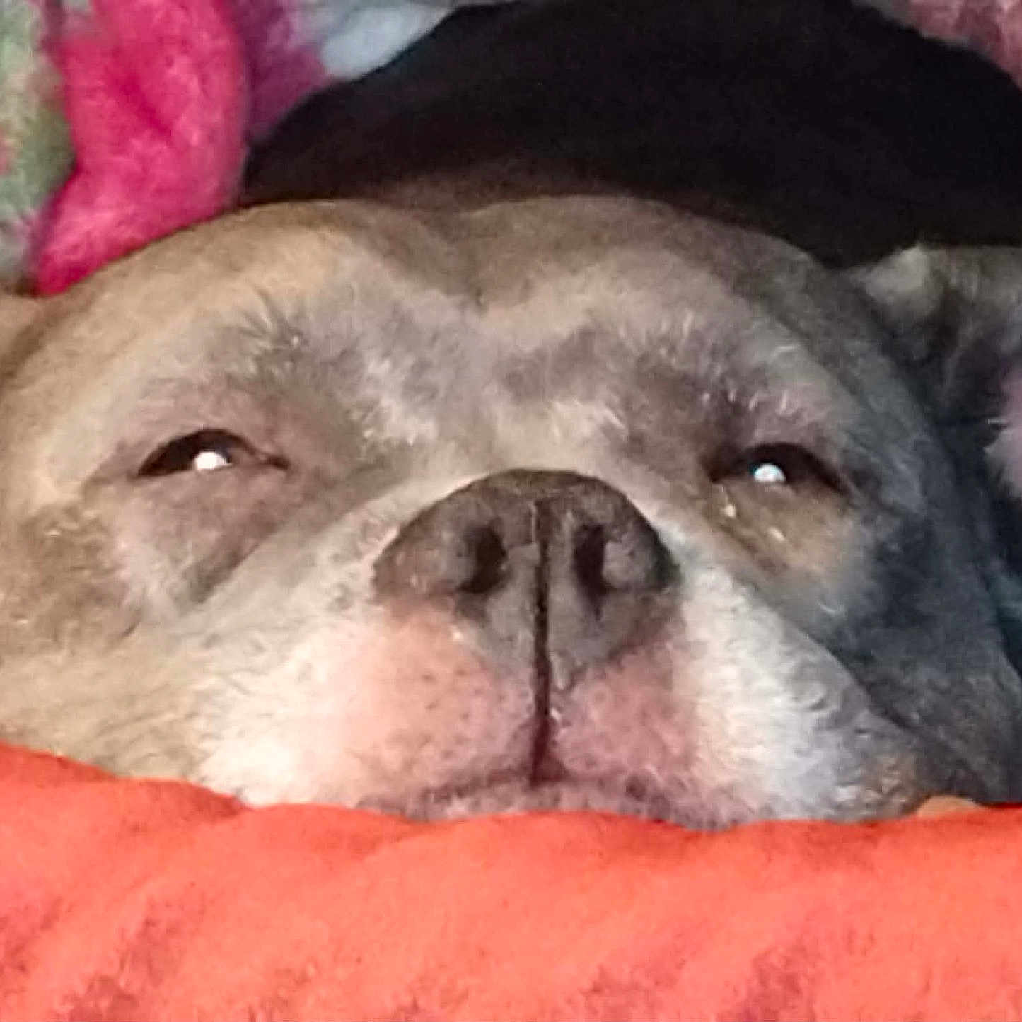 Stella