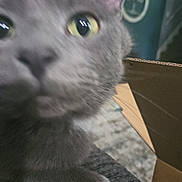 Asher is registered to the contest to win money with this photo: cat, gray_cat, close_up, curious, indoor, pet, feline, whiskers, eye, nose, fur, box, cardboard_box, home_interior, blurred_background, soft_light, animal, mammal, domestic_cat, curiosity