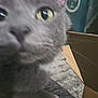 cat, gray_cat, close_up, curious, indoor, pet, feline, whiskers, eye, nose, fur, box, cardboard_box, home_interior, blurred_background, soft_light, animal, mammal, domestic_cat, curiosity