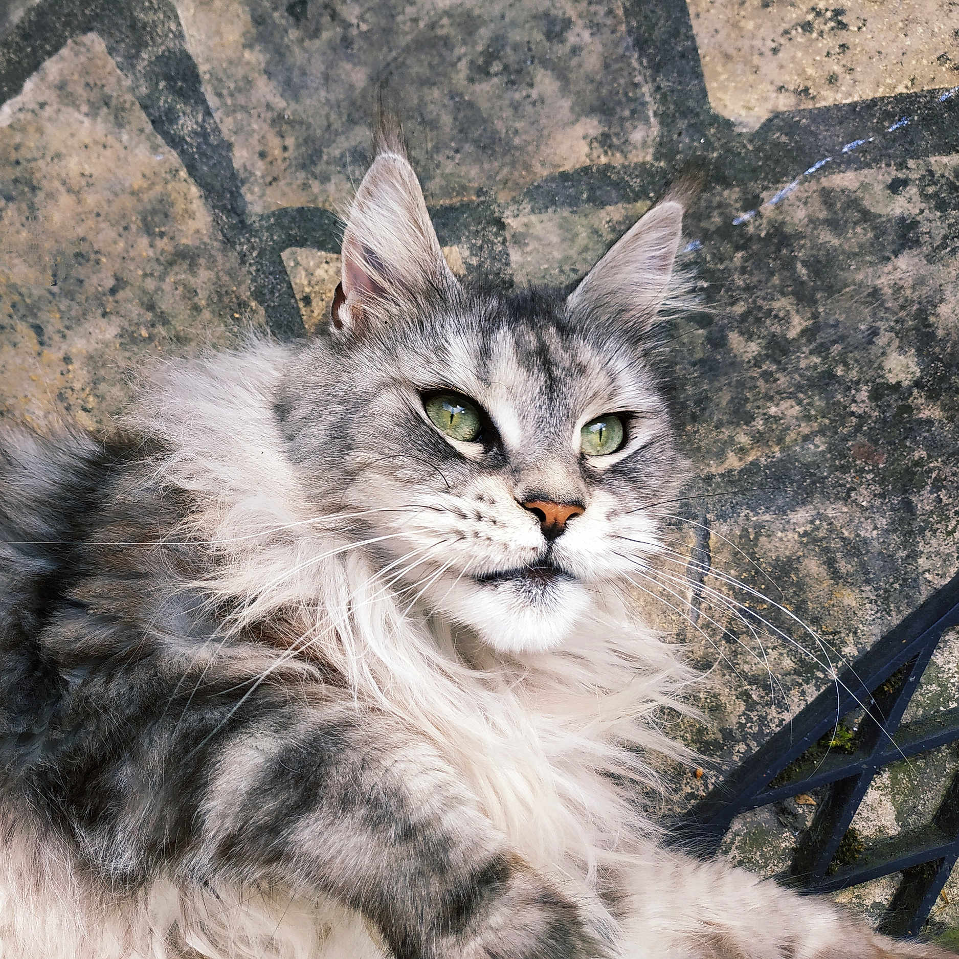 Malicia participe au concours pour gagner de l'argent avec cette photo : abyssinian, angora, animal, architecture, building, cat, flagstone, kitten, manx, path, pet, siamese, slate, walkway, wall