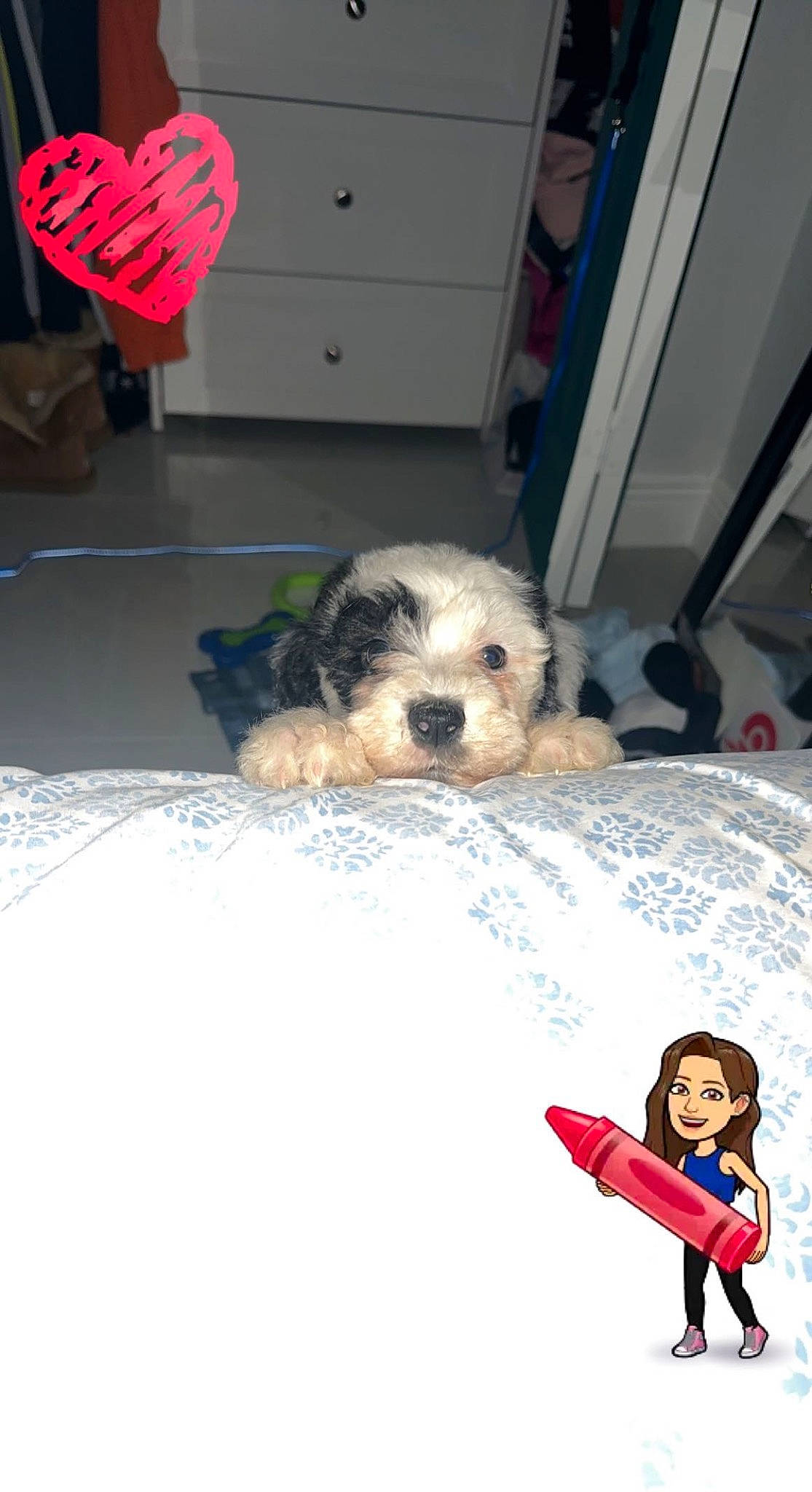 Kylo joined the competition — help win amazing prizes! canidae, carnivore, comfort, companion_dog, dog, dog_breed, dog_supply, fawn, flooring, fur, linens, non_sporting_group, room, small_terrier, sporting_group, terrier, toy_dog, yorkipoo