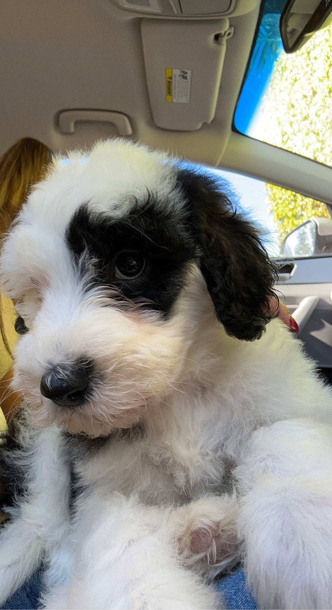 Kylo is registered to the contest to win money with this photo: canidae, car, carnivore, companion_dog, dog, dog_breed, dog_collar, eyewear, fur, maltepoo, puppy, puppy_love, small_terrier, sporting_group, terrier, toy_dog, vehicle, window, windshield, working_animal