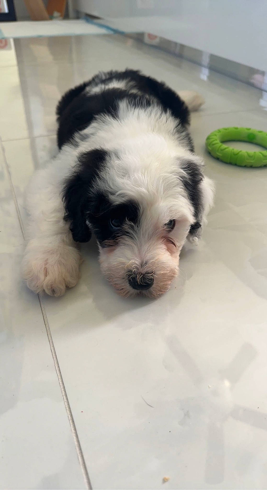 Kylo joined the competition — help win amazing prizes! canidae, carnivore, companion_dog, dog, dog_breed, flooring, fur, liver, mal_shi, maltepoo, non_sporting_group, paw, puppy_love, shih_poo, small_terrier, snout, sporting_group, terrier, toy_dog, working_animal