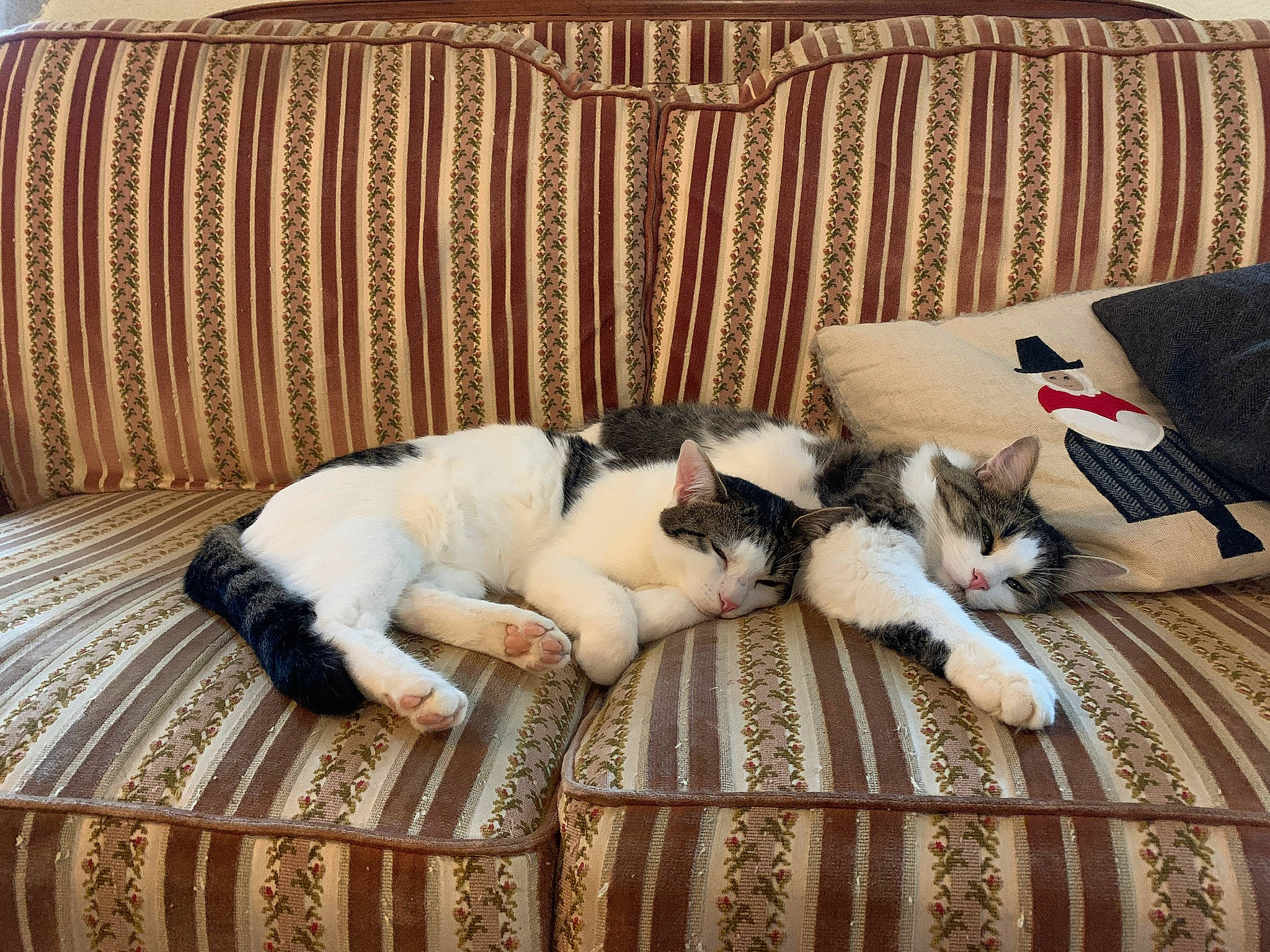 Sparrow a rejoint le concours — aidez-le/la à gagner de superbes lots ! bedding, carnivore, cat, comfort, companion_dog, couch, fawn, felidae, floor, flooring, fur, hardwood, linens, mammal, room, small_to_medium_sized_cats, studio_couch, tail, whiskers, wood