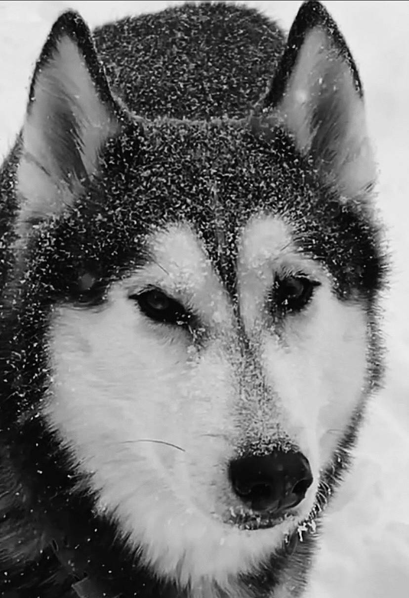 Axel is registered to the contest to win money with this photo: art, canidae, canis, carnivore, dog, dog_breed, eye, fur, head, illustration, monochrome, monochrome_photography, painting, sled_dog, snout, snow, style, terrestrial_animal, whiskers, wolf