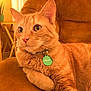 animal, cat, chair, closeup, collar, comfortable, cute, domestic_animal, eyes, feline, fur, furniture, home, indoor, orange_tabby, pet, portrait, relaxed, sitting, whiskers