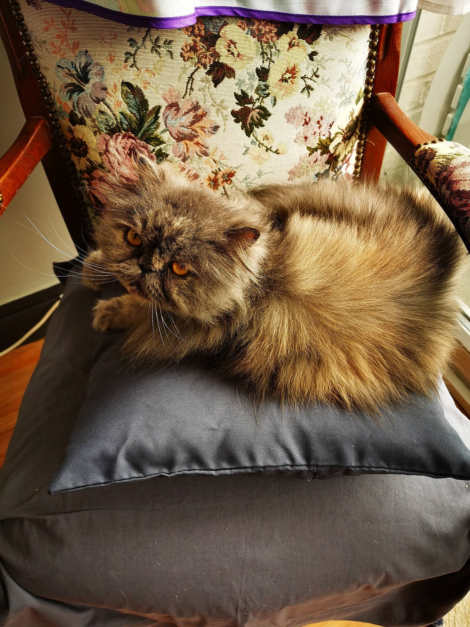 Leeloo a rejoint le concours — aidez-le/la à gagner de superbes lots ! british_longhair, carnivore, cat, chair, comfort, couch, cushion, domestic_long_haired_cat, felidae, fur, furniture, kitten, linens, maine_coon, norwegian_forest_cat, persian, pillow, small_to_medium_sized_cats, tabby_cat, whiskers