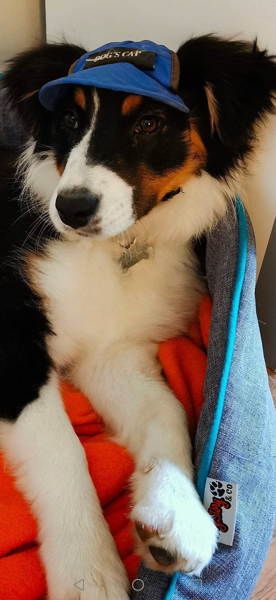 Shanell a rejoint le concours — aidez-le/la à gagner de superbes lots ! bernese_mountain_dog, canidae, carnivore, collar, companion_dog, dog, dog_breed, dog_collar, dog_supply, electric_blue, fur, herding_dog, paw, photography, snout, sporting_group, whiskers, working_animal, working_dog