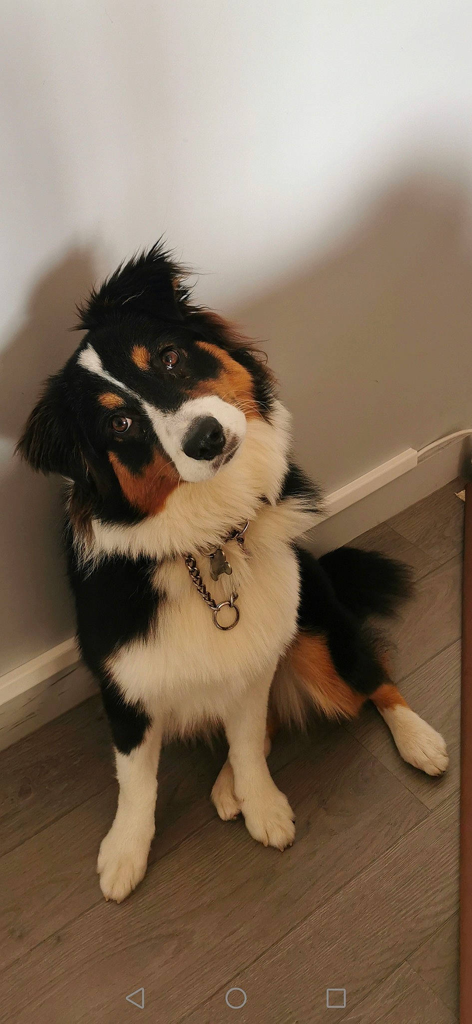 Shanell a rejoint le concours — aidez-le/la à gagner de superbes lots ! canidae, carnivore, companion_dog, dog, dog_breed, dog_supply, eyewear, fawn, felidae, flooring, fur, hardwood, paw, small_to_medium_sized_cats, tail, terrestrial_animal, toy, toy_dog, whiskers, working_animal