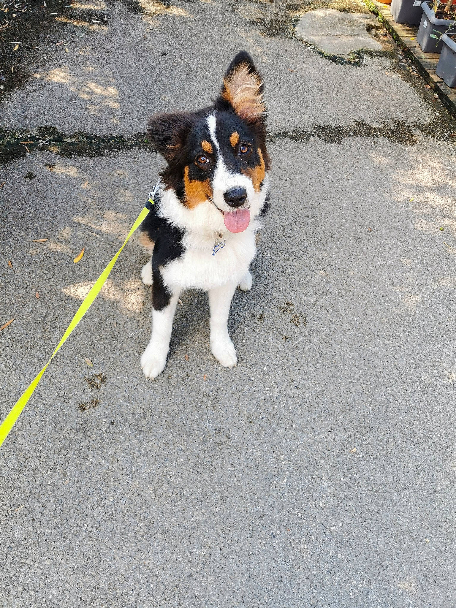 Shanell a rejoint le concours — aidez-le/la à gagner de superbes lots ! asphalt, canidae, carnivore, companion_dog, dog, dog_breed, fur, herding_dog, paw, road, road_surface, sidewalk, snout, sporting_group, street, tail, toy_dog, walking, working_animal, working_dog