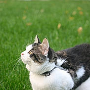 Lady participe au concours pour gagner de l'argent avec cette photo : cat, animal, pet, outdoor, grass, green, fur, collar, whiskers, profile, nature, mammal, cute, domestic, feline, young, alert, side_view, daylight, background_blur